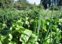community_garden_495_278 community_garden_495_278