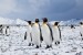 Penguins photographed by Antarctica Bound via Flickr Penguins photographed by Antarctica Bound via Flickr