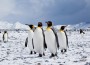 Penguins photographed by Antarctica Bound via Flickr Penguins photographed by Antarctica Bound via Flickr
