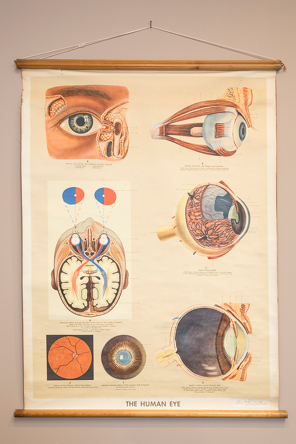 ML13 Vintage 1800's Medical Human Eye & Vessels Optical Poster Re-Print A2/A3 