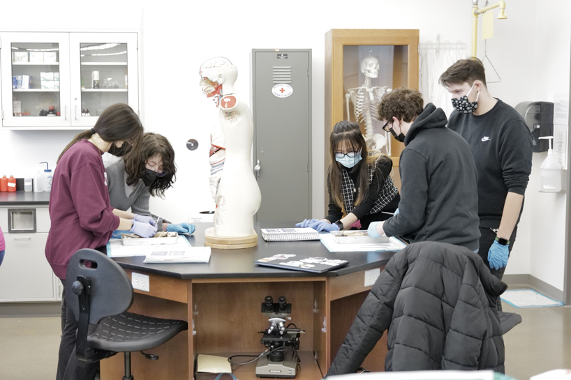 Graduate teaching assistant Jake Manis (far right) consults with biology students (from left) Erna Rizvanovic, Annie Buck, Phuong Nguyen and Chris Courtwright as they dissect rats in an anatomy and physiology lab in the Science Learning Building