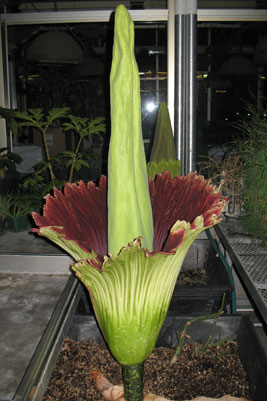 Corpse flower at UMSL