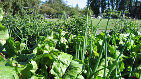 Seminar to explore what really grows in community gardens