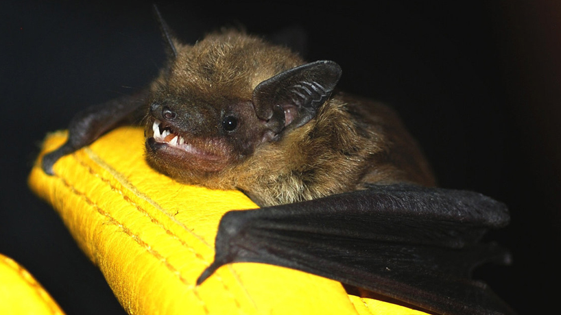 UMSL bat study featured on NPR’s ‘All Things Considered’