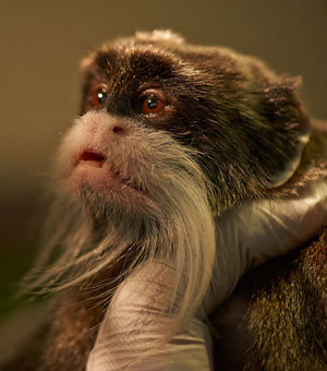 The Emperor Tamarin. (Photo provided by FPI)
