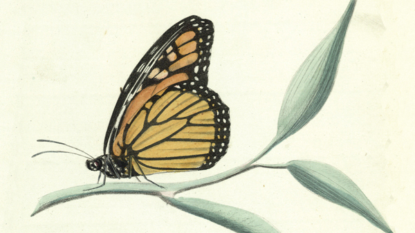 Mercantile’s ‘Audubon and Beyond’ exhibition showcases 5 centuries of natural history