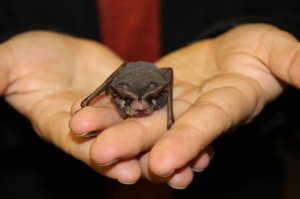 Kuczynska holds a Mexican free-tailed bat, which she says is not native to Missouri and must have gotten lost.