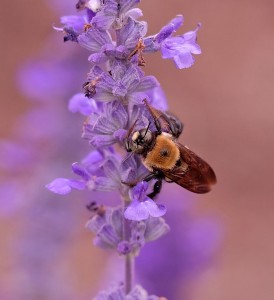 Carpenter bee pollinating.