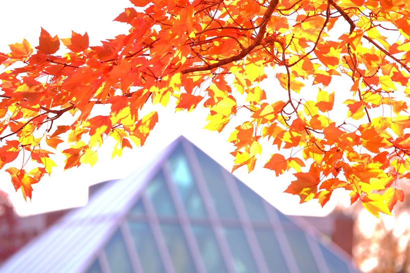 UMSL Fall Colors