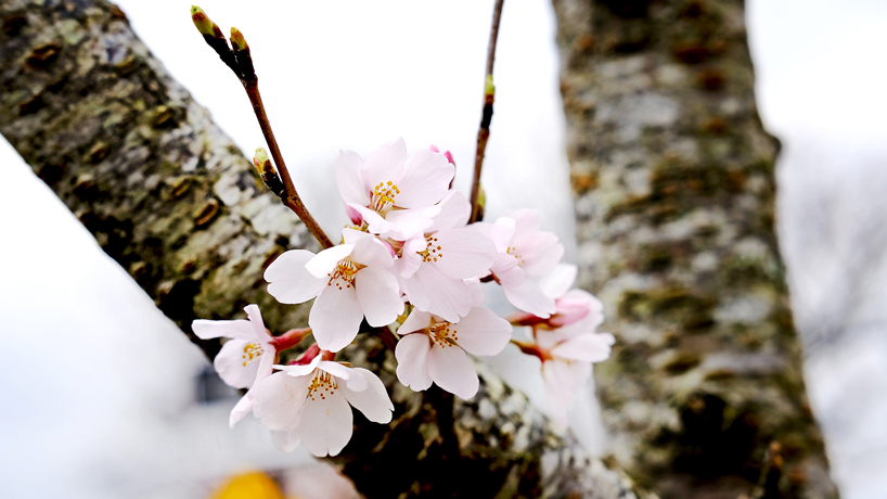 Eye on UMSL: Cherry blossoms