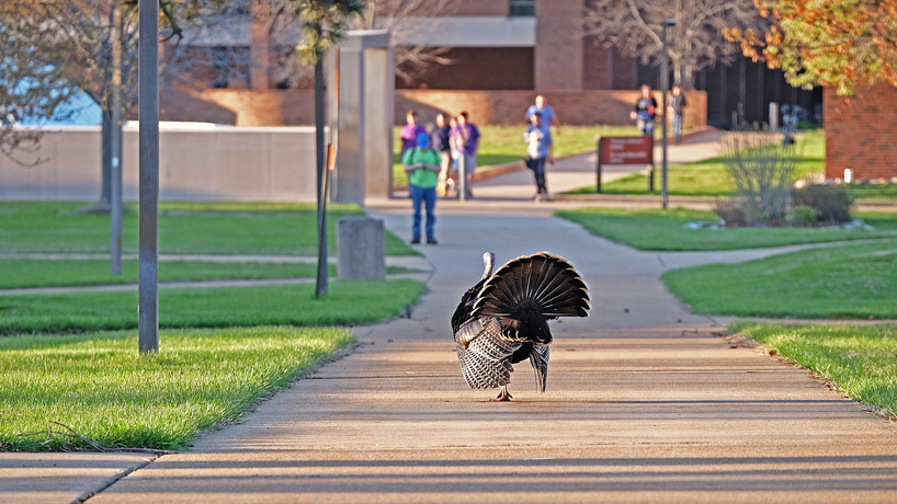 Eye on UMSL turkey strut