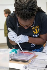 Paris Siggers, a senior at Jennings High School this year, loads a gel with avian DNA during the last week of the program at UMSL. Siggers spent the other weeks in Assistant Professor Michael Hughes' lab studying the genetics of circadian rhythms.