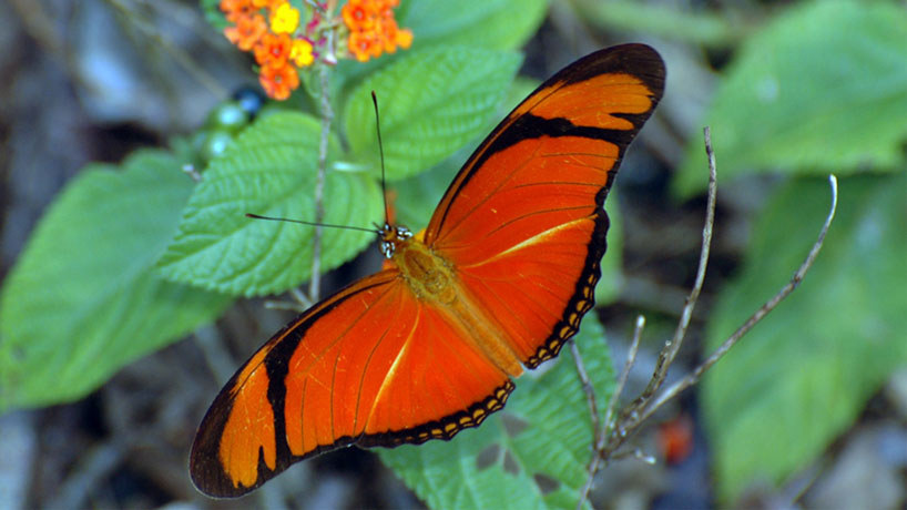 Dryas iulia, commonly known as the Julia butterfly
