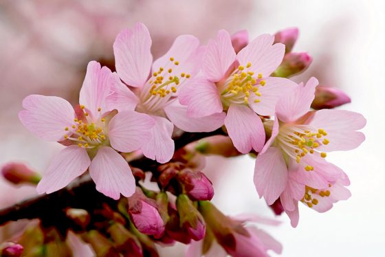 Eye on UMSL: First bloom