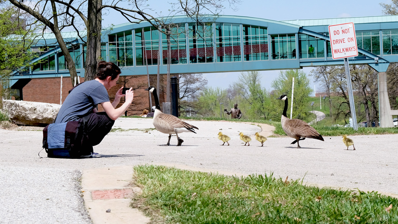 Eye on UMSL: Gosling Crossing