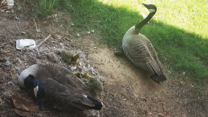 Thomas Jefferson Library makes way for Adelaide, Dewey and their goslings