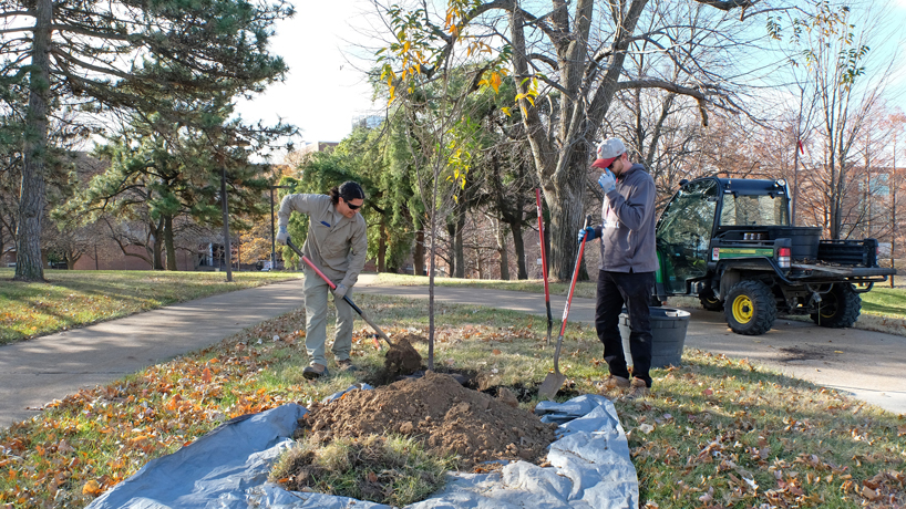 Planting a tree at UMSL