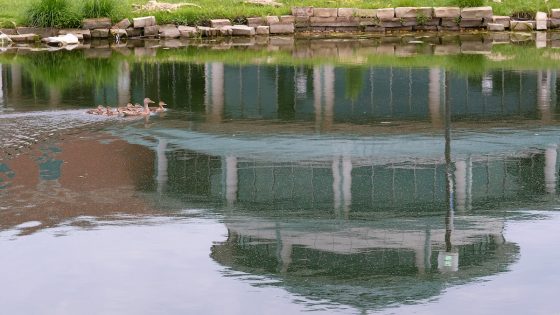 Ducks, Millennium Student Center