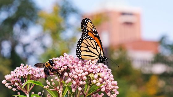 Eye on UMSL: Before the migration