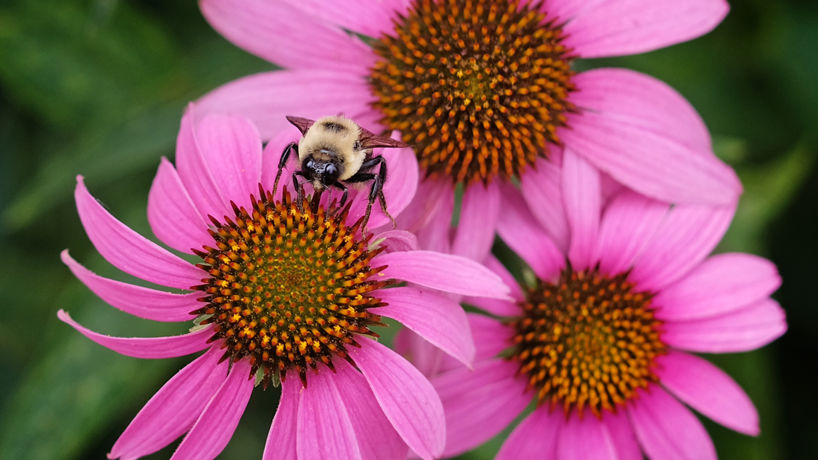 Native garden bees