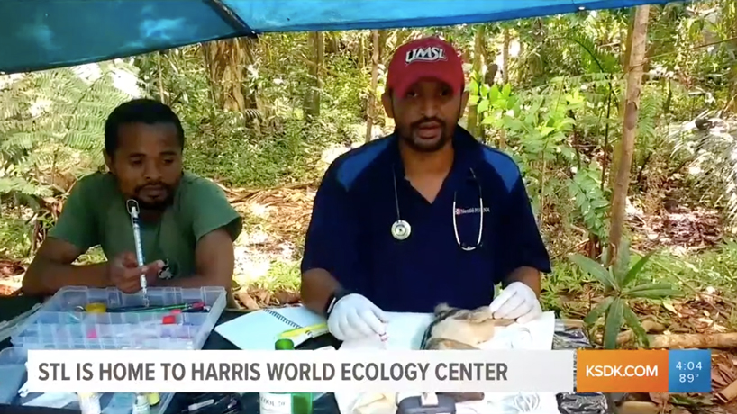 KSDK spotlights Whitney R. Harris World Ecology Center and its contributions to conservation around globe