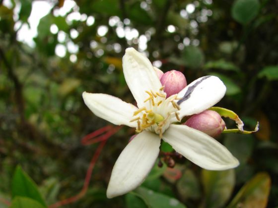 Rutaceae Citrus