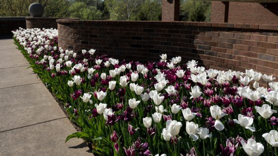 Tulips