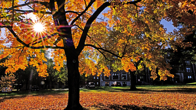 Eye on UMSL: Gleaming tree