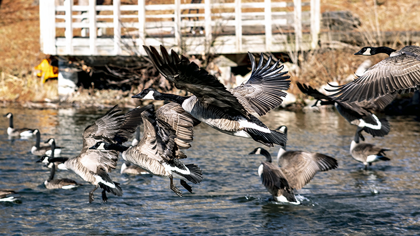 Eye on UMSL: Flocking to campus