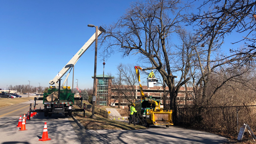 Grounds staff using TRIM grant to maintain the health of trees on campus