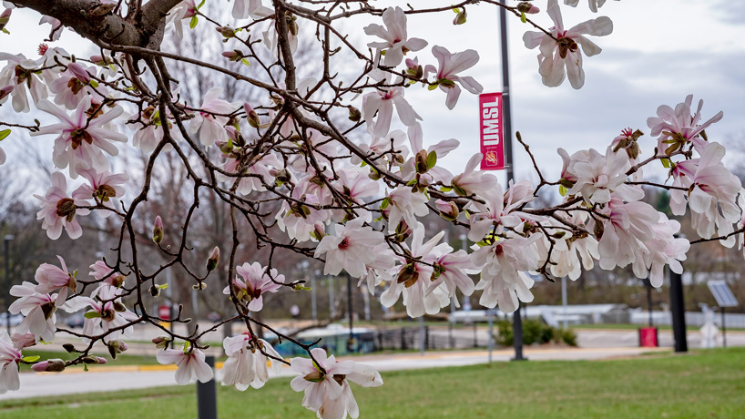 UMSL receives Tree Campus Higher Education certification for third straight year
