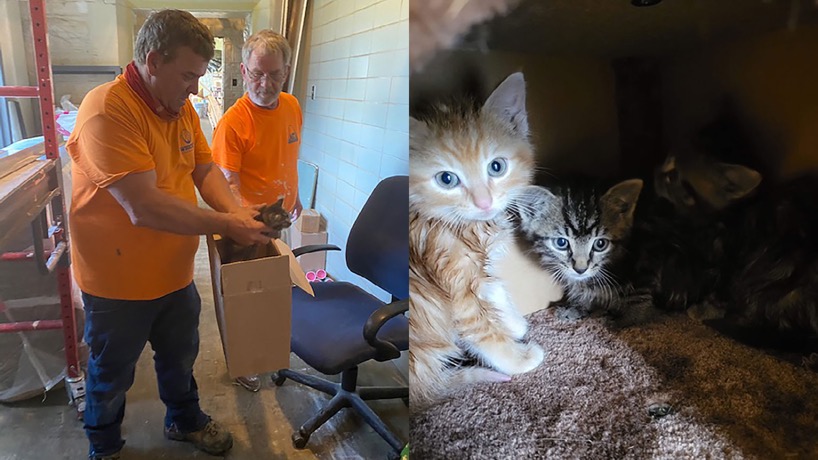 UMSL kittens: Construction workers find fuzzy trio in Seton Hall