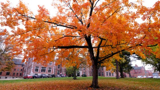 Tree fall colors on UMSL campus
