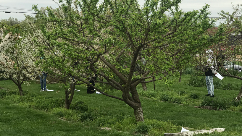 USDA awards UMSL-led team of researchers $633,000 grant to study pollination in urban orchards