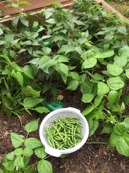 garden bed of green beans