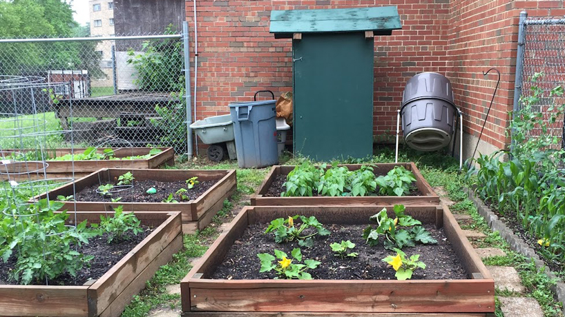 UCDC Models Healthy Habits With Classroom Garden UMSL Daily   Garden 818 