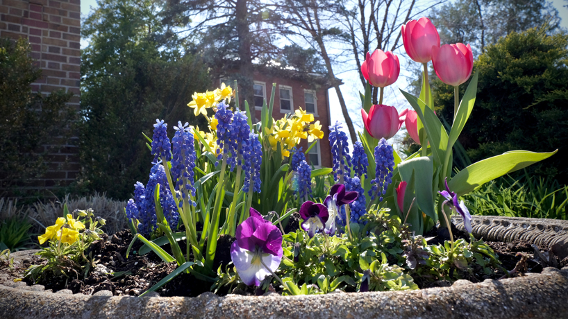 A flower bed in bloom outside the UMSL Catholic Newman Center
