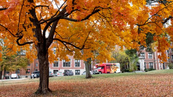 Trees display their golden fall colors outside the Pierre Laclede Honors College as an UMSL shuttle drives by