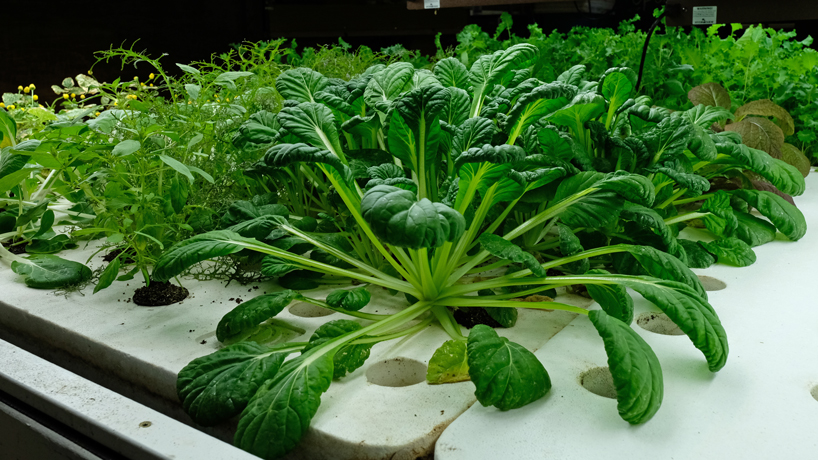 Plants grow indoors using aquaponics