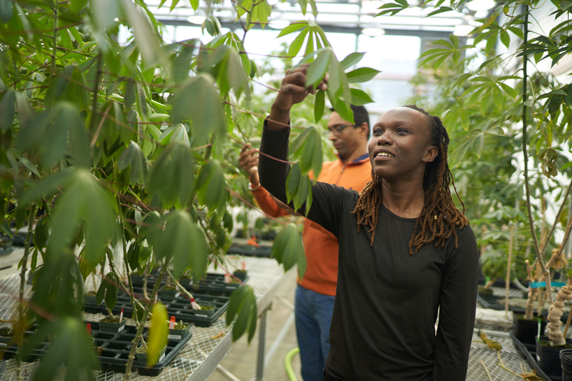 Ketra Oketcho examines the leaf of a plant in a greenhouse at the Danforth Plant Science Center