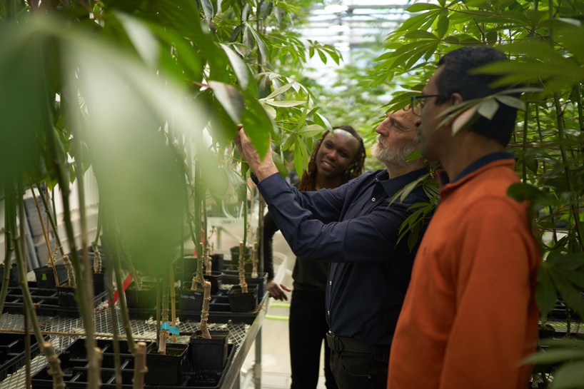 Nigel Taylor points something out to Ketra Oketcho on the leaf of a plant growing in a greenhouse at the Danforth Plant Science Center