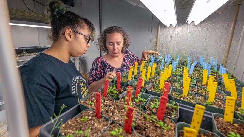 University City High School graduate Zofia Reed examines Arabidopsis plants with UMSL Biology Associate Professor Bethany Zolman