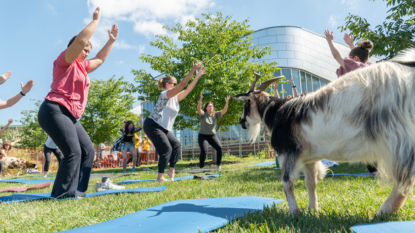 Participants hold their yoga poses on the lawn outside the RWC as a goat looks on in the foreground