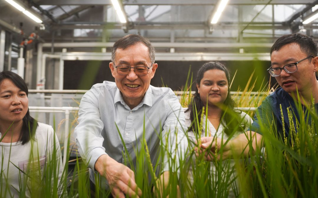 Xuemin ‘Sam’ Wang to receive 2024 Terry Galliard Medal at International Symposium on Plant Lipids