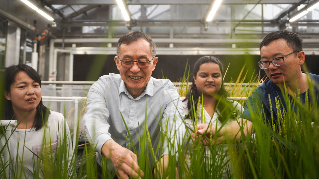 Xuemin "Sam" Wang, the E. Desmond Lee Endowed Professor in Plant Sciences, tends to plants in a greenhouse while surrounded by research assistants