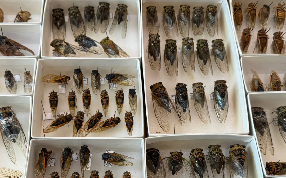 UMSL entomologists Sara Miller and Aimee Dunlap are excited for historic event featuring billions of cicadas emerging in Missouri