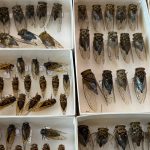 Cicada teaching collection