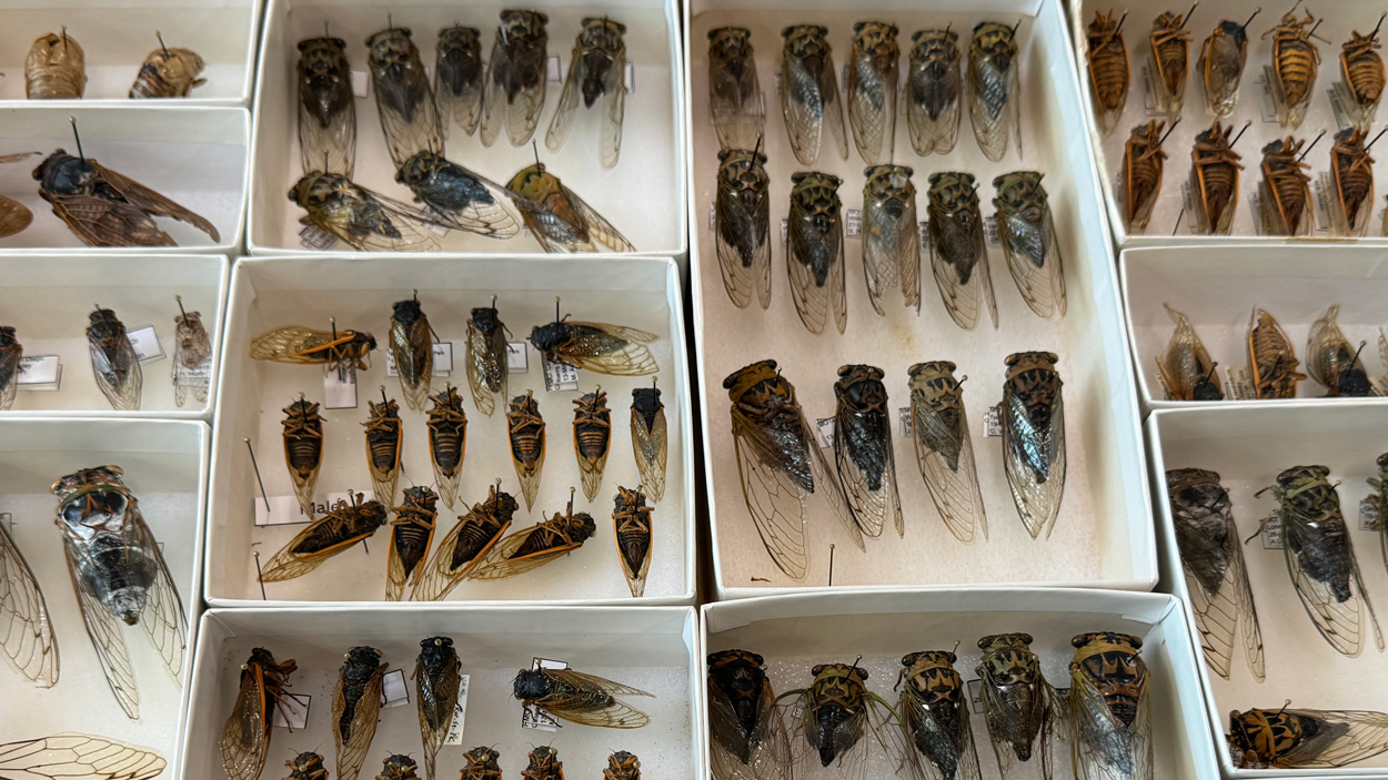 Cicada teaching collection