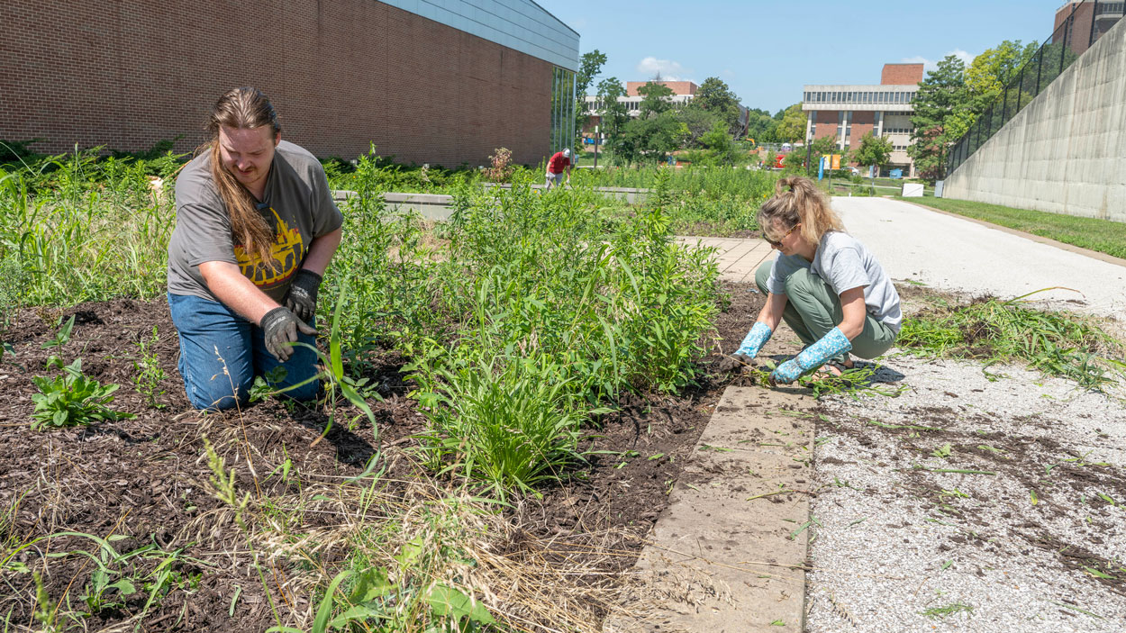 Biology student James Ott and Sustainable Energy & Environmental Coordinator Katy Mike Smaistrla with UMSL's Sustainability Office pull weeds in the native gardens north of the Recreation Wellness Center Center last week.
