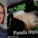 Curators' Distinguished Professor Susan Brownell and a screenshot from a PBS News Hour report on panda diplomacy